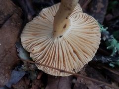 Camarophyllus pratensis gracilis