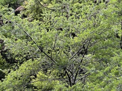 Pseudotsuga wilsoniana