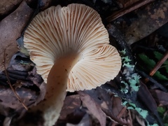 Camarophyllus pratensis gracilis
