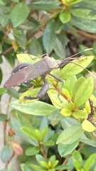 Pseudomictis obtusispinus