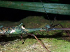 Marmessoidea vinosa