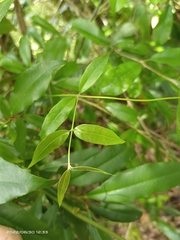 Coptosapelta diffusa