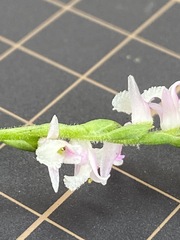 Spiranthes australis