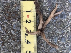 Spiranthes australis