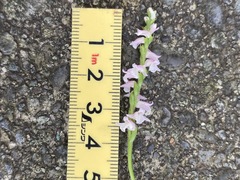 Spiranthes australis