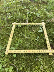 Spiranthes australis