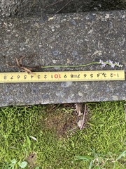 Spiranthes australis