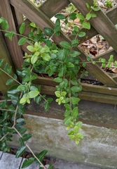 Phytomyza vomitoriae