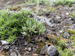 Draba incerta