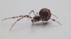 Cryptachaea blattea