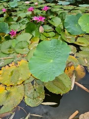 Nelumbo nucifera