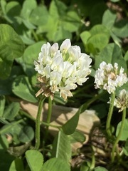 Trifolium repens