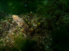 Halosaccion glandiforme
