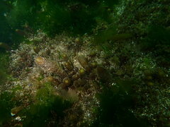 Halosaccion glandiforme