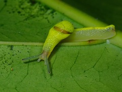 Ibycus rachelae