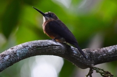 Brachygalba lugubris