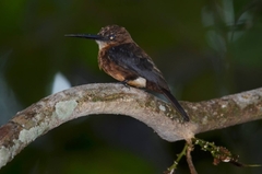 Brachygalba lugubris