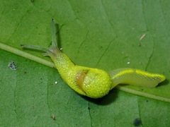 Ibycus rachelae