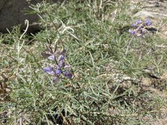 Lupinus hyacinthinus