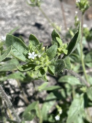 Allophyllum integrifolium