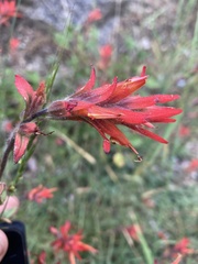Castilleja disticha