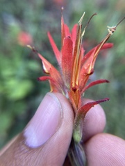 Castilleja disticha