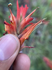 Castilleja disticha