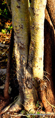 Magnoliopsida