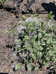 Allophyllum integrifolium