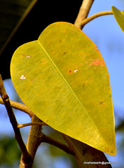 Magnoliopsida
