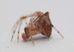 Cryptachaea meraukensis