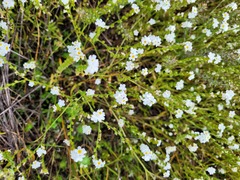 Plagiobothrys figuratus