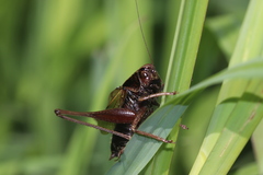 Zeuneriana abbreviata