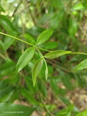 Coptosapelta diffusa