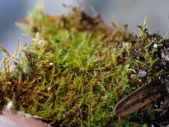 Herzogiella adscendens