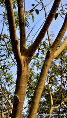 Magnoliopsida