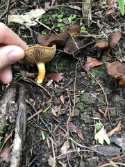 Pholiota multicingulata