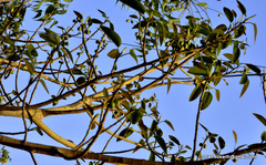 Magnoliopsida
