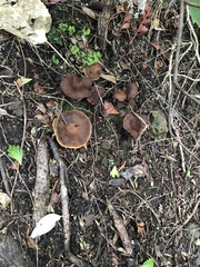 Pholiota multicingulata