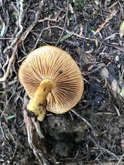 Pholiota multicingulata