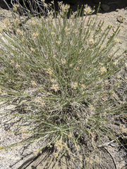 Ericameria nauseosa bernardina