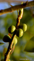 Magnoliopsida