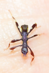 Trolicaphyllium sarrameaense