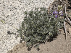 Lupinus excubitus