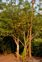 Magnoliopsida