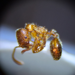 Stenamma punctatoventre