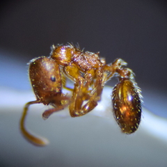 Stenamma punctatoventre