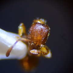 Stenamma punctatoventre