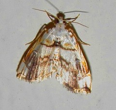 Oxyelophila harpalis