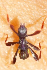 Trolicaphyllium sarrameaense